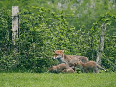200519171402 renard