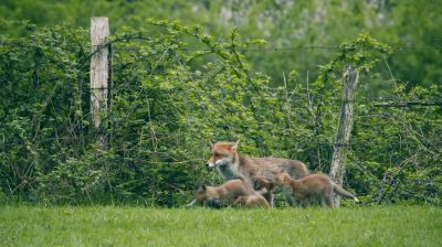 200519171402 renard
