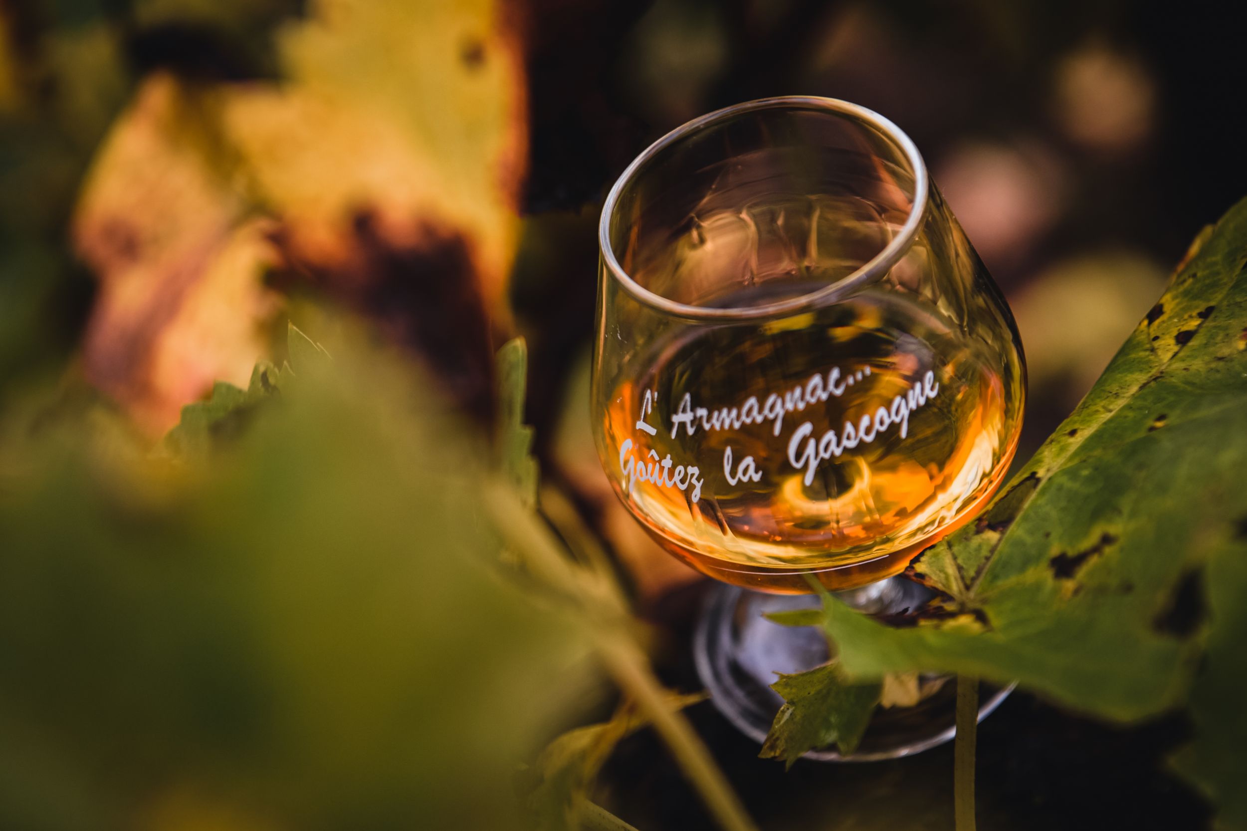4. Armagnac et vignoble 