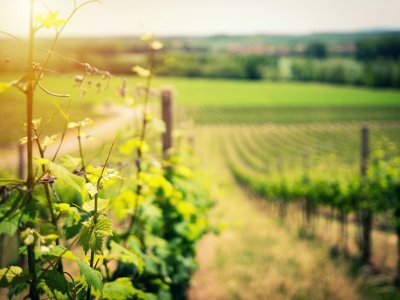 The wine region of Bordeaux 