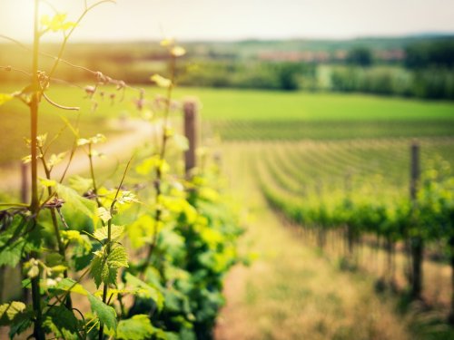 Le Vignoble Bordelais