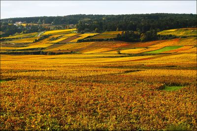 Vignoble Beaune
