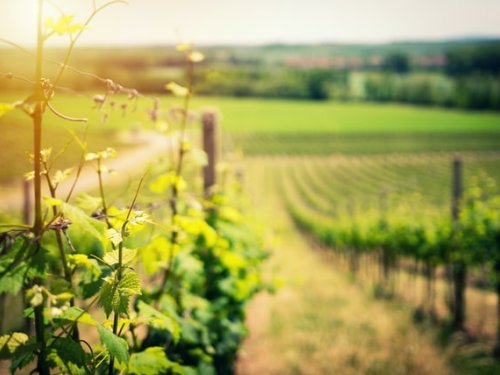 La route des vins en Graves et Sauternes 