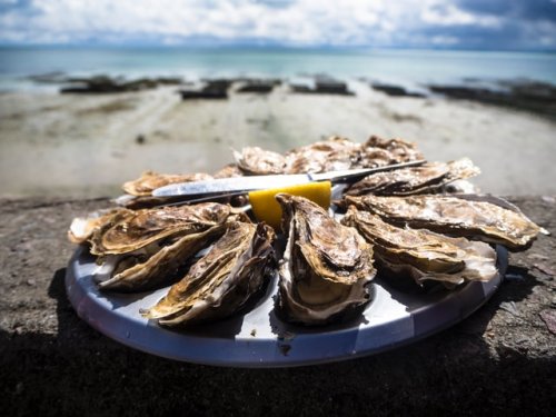 Dégustation d'Huîtres sur le bassin