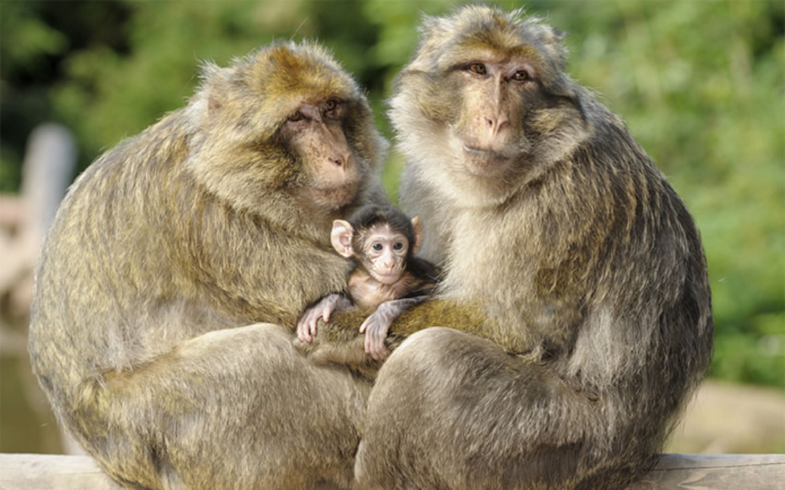 La Forêt des Singes