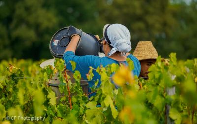 Domaine viticole