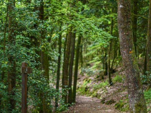 Sillé-le-Guillaume Forest