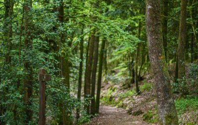 foret domaniale de Sille le Guillaume