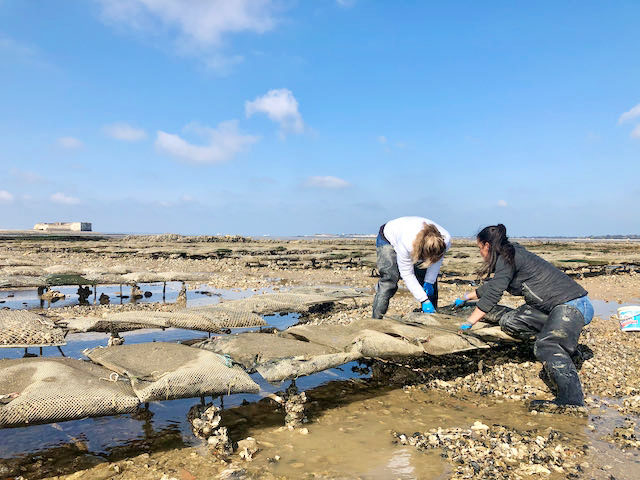 Découverte de l'ostréiculture à Chatelaillon plage avec Laurence Gaté.