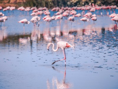 La Petite Camargue