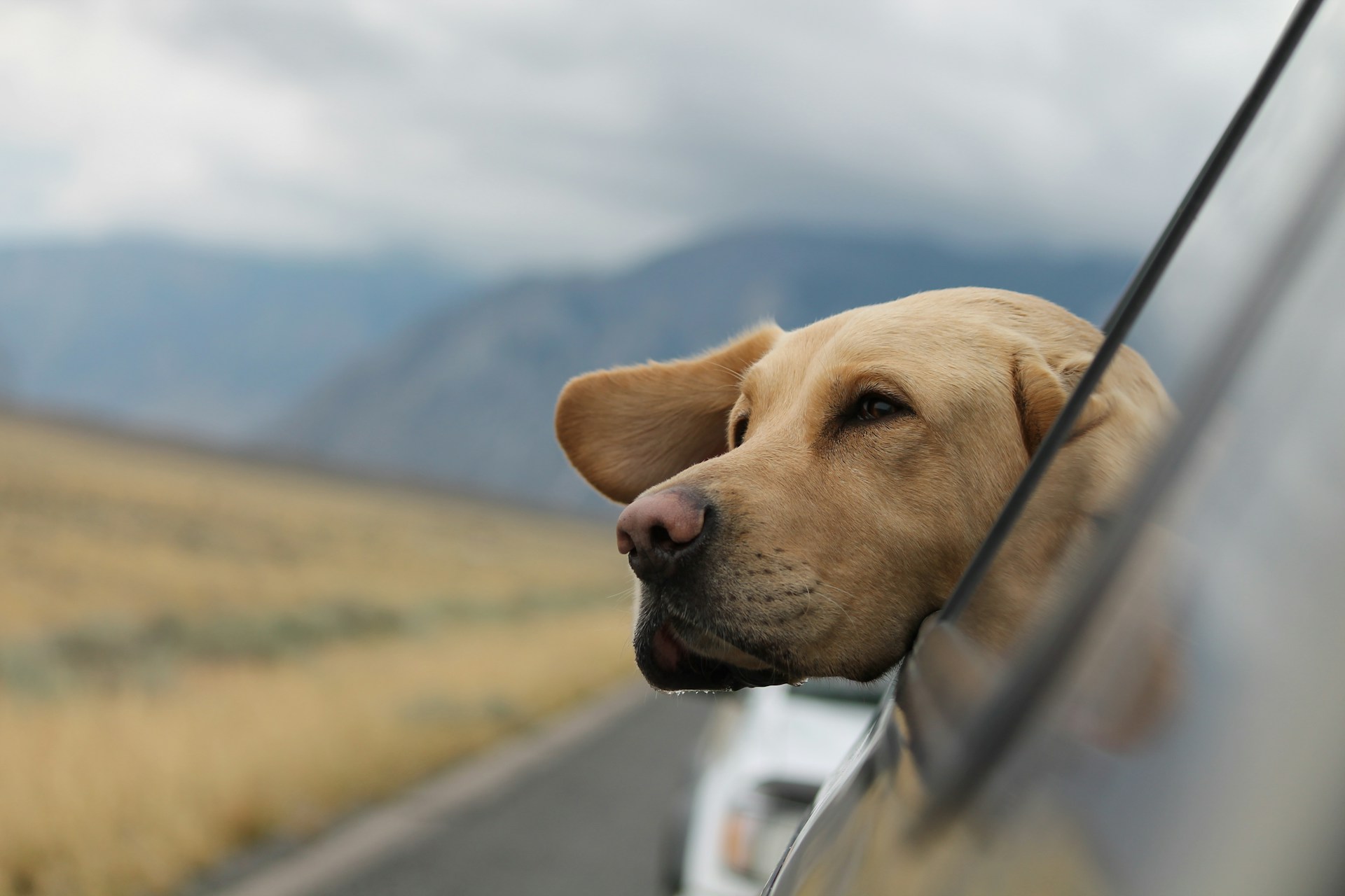 Animaux bienvenue 