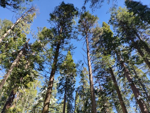 The Landes Forest