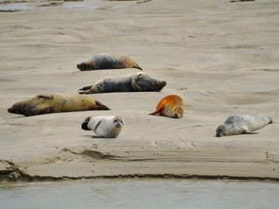 Les Phoques de la Baie d'Authie