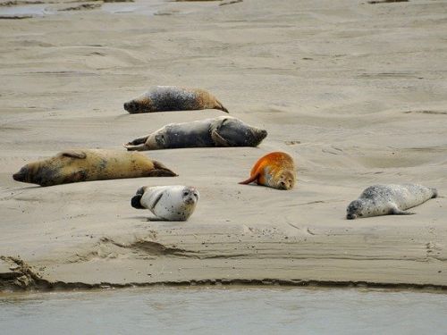 Les Phoques de la Baie d'Authie