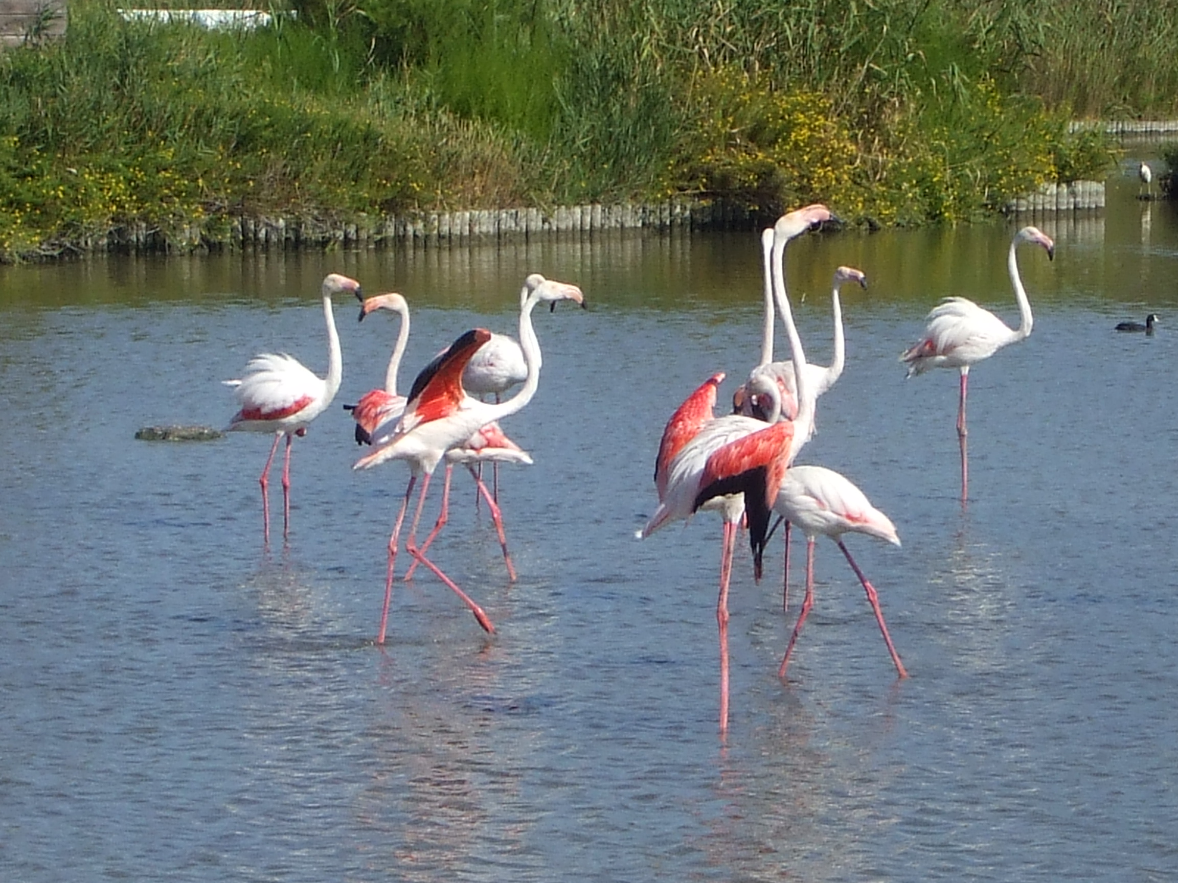Balades en Camargue