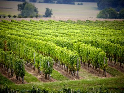 Les Vignobles de la région