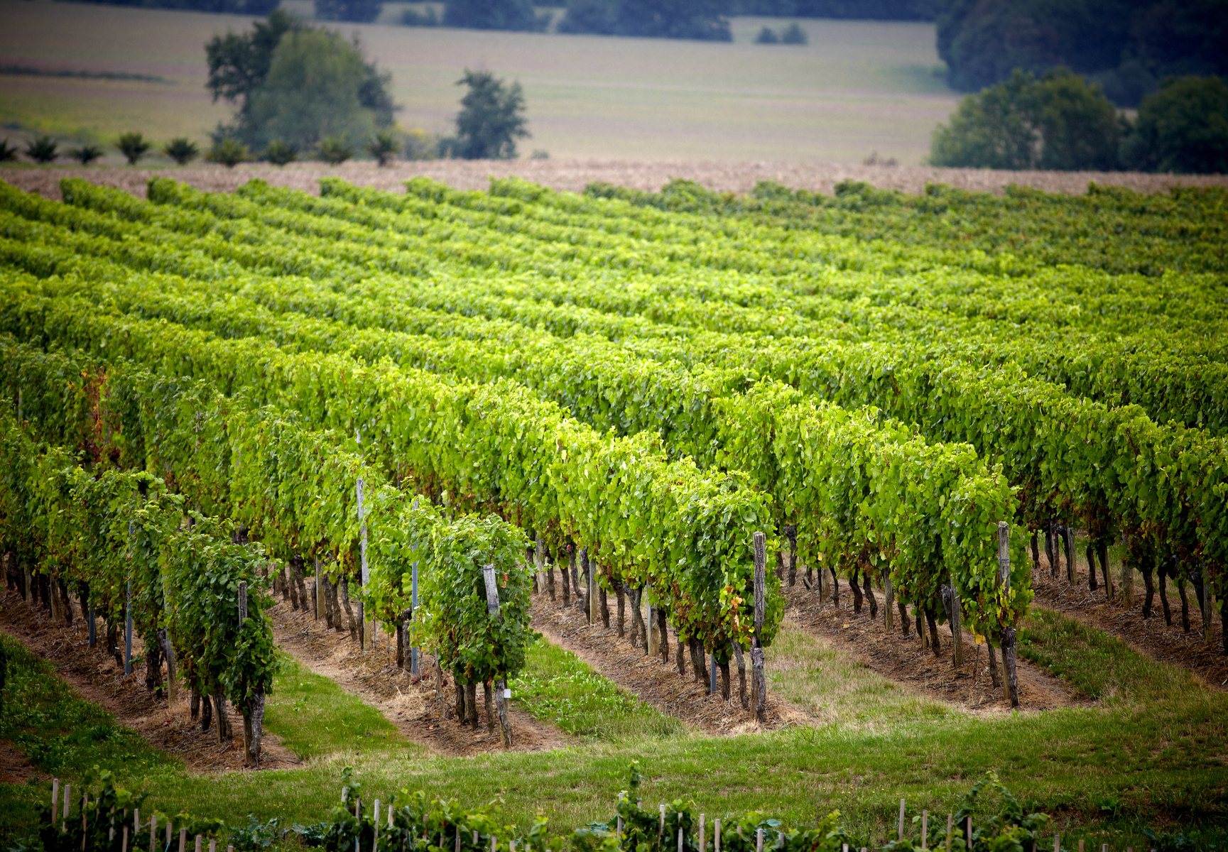 Les Vignobles de la région