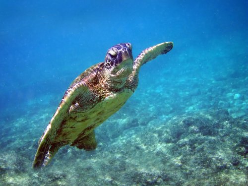 Nocturnal outings with turtles